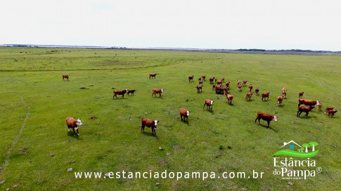 INICIO GADO TOP.00_00_19_12.Quadro005_41767dfda78230f31c0cd649174ae8744b25e8f2.jpg